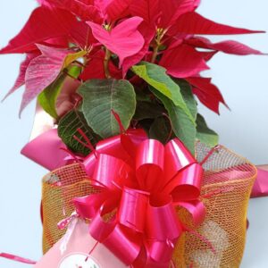 La Flor De La Navidad, Poinsetia