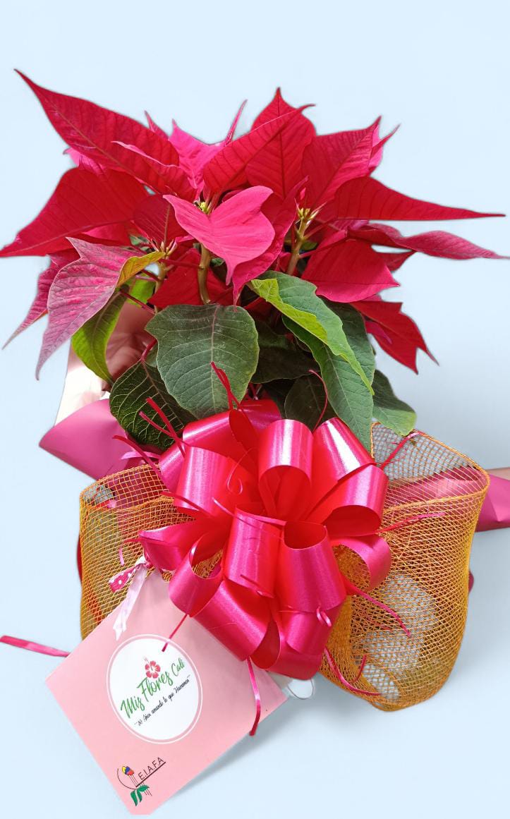 La Flor De La Navidad, Poinsetia