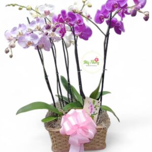 Linda Canasta Con Orquídeas Phalaenopsis