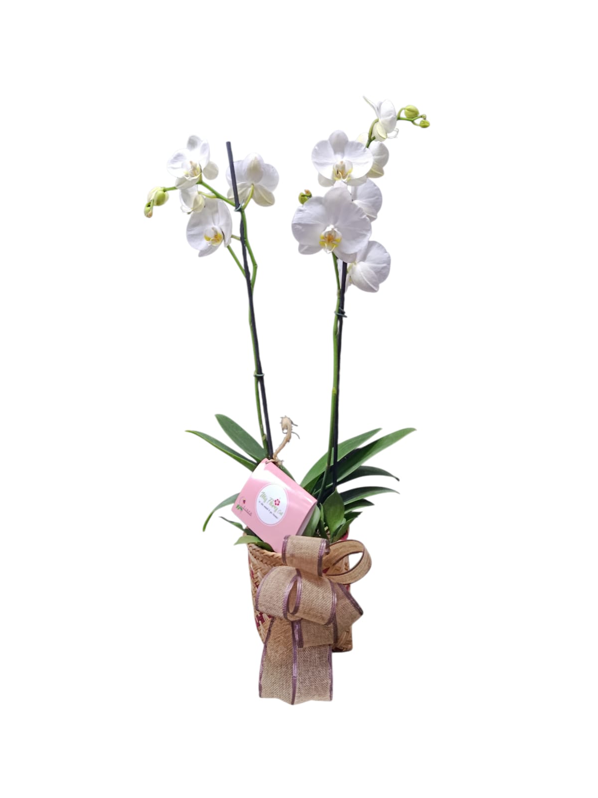 orquidea blanca ref2034